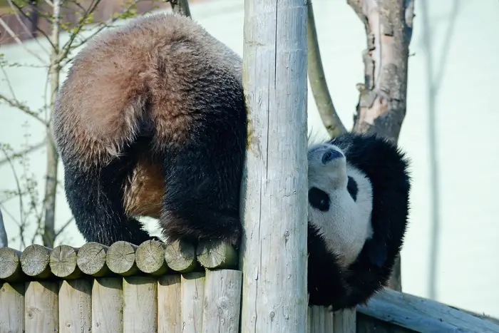 Panda butt from Yang Guan in Edinburgh<br/>